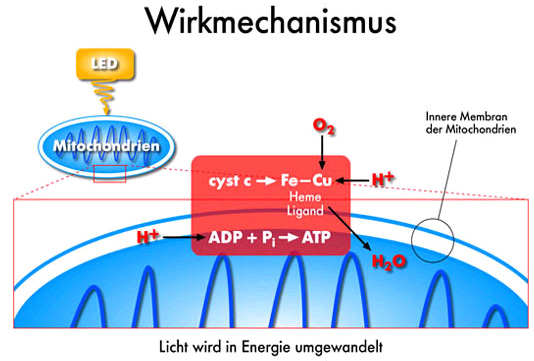 LED Photomodultation Wirkungsweise